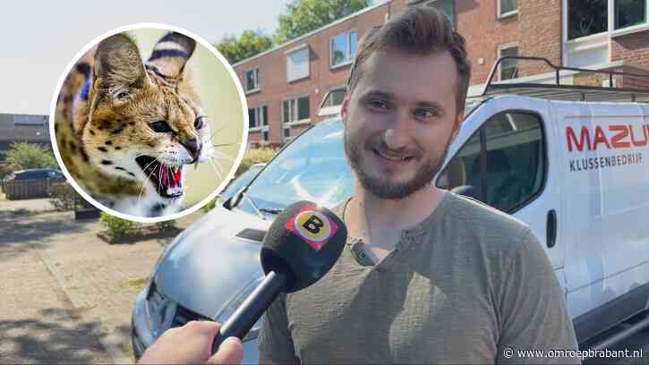 Damiam kwam loslopende serval tegen: 'Ik ging voorzichtig naar achteren'