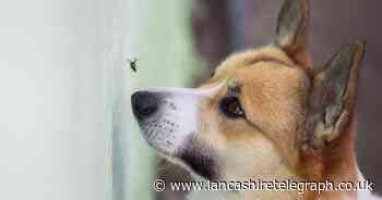 This Morning vet warns dog owners over flying ants in the UK