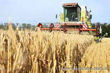 Bauern bangen um Sonne: Sind Ernte-Erträge im Kreis Höxter zu retten?