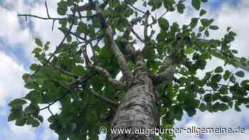 Die Stadt sucht Baumspender