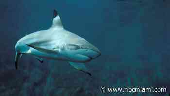 Are shark bites happening more often? Experts weigh in