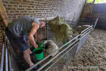 Dodelijk blauwtongvirus bij schapen verspreidt zich verder: overheid stuurt waarschuwing uit