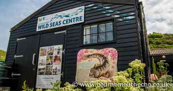 Dorset Wildlife Trust to celebrate National Marine Week