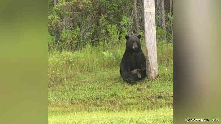 Florida drivers tried to take selfie with 'depressed' black bear, sheriff says