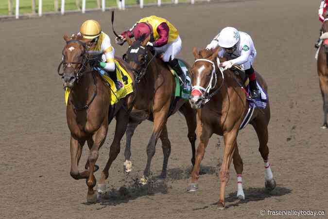 My Boy Prince overcomes bad start to secure victory in $150,000 Plate Trial