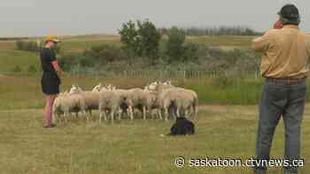 How sheep are being used to help conserve the Meewasin Valley?