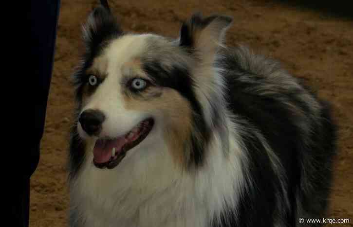Handlers show off dogs at Bernalillo County 4-H fair