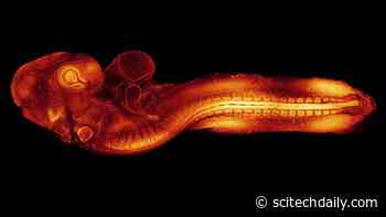 See How Scientists Use Glowing Embryos to Explore the Beginnings of Life