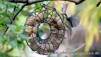 Mut zur Unordnung: Worauf es bei einem vogelfreundlichen Garten ankommt