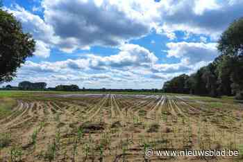 Maïs groeit niet hoog genoeg, dus moet gemeente populair evenement afgelasten
