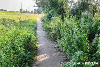 Extra maaibeurt op plaatsen waar bermplanten fietspaden overwoekeren