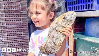 Oyster farmers harvest 'monster' mollusc at sea