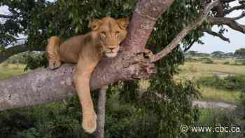 Jacob the Ugandan lion survived poacher traps and croc-infested waters. Now he's looking for love
