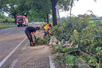 Gewestweg Diest-Beringen enkele uren dicht door omgevallen boom