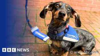 Warehouse could be new offices for dog  charity