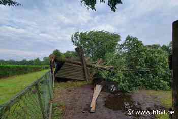 Tiental jonge lindebomen waaien om in Peer: schuilstal voor paarden vernield
