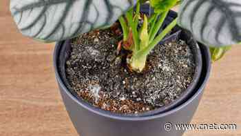 Care for Houseplants Changes During Summer. Here's What You're Doing Wrong