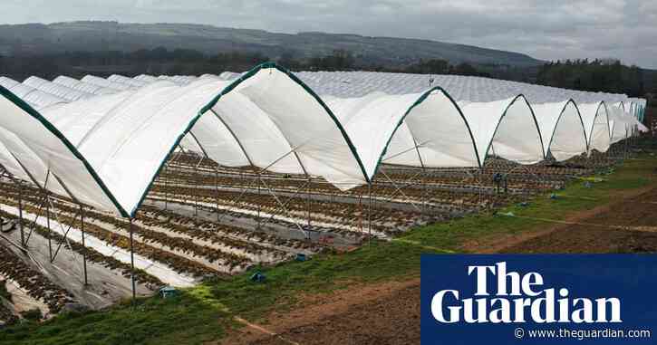 Indonesians who paid thousands to work on UK farm sacked within weeks