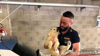 “Se non ti porto non parto”: la polizia lancia lo spot contro l’abbandono degli animali