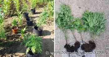 Cannabis plants found in field in Sturminster Newton