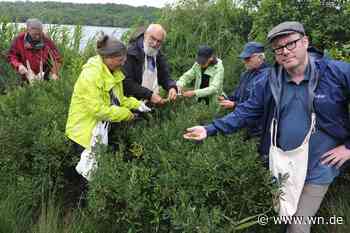 Brauer aus Münster setzt auf vergessene Bierzutat