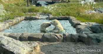 ‘I totally cried’: Condolences after Calgary polar bear’s sudden death