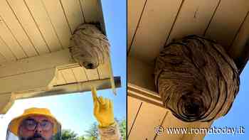 Rimosso un maxi nido di vespe: “Avevano già attaccato due uomini”