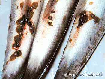 Environmental groups push for toughening of salmon farm rule change