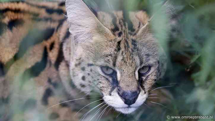Dit is waarom servals vaak ontsnappen: 'Glipt weg als het kan'