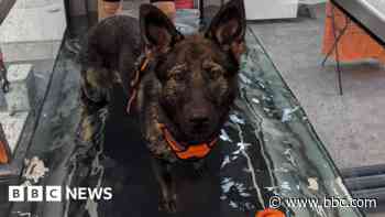 Dogs recovering after being dumped in cage