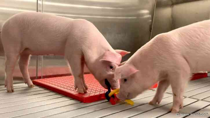 Meet some of the world's cleanest pigs, raised to grow kidneys and hearts for humans