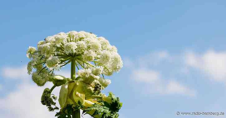 Giftpflanze verletzt mindestens 17 Wanderer