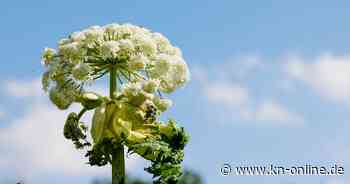 Bei einem Mammutmarsch: Giftpflanze verletzt mindestens 17 Wanderer in NRW