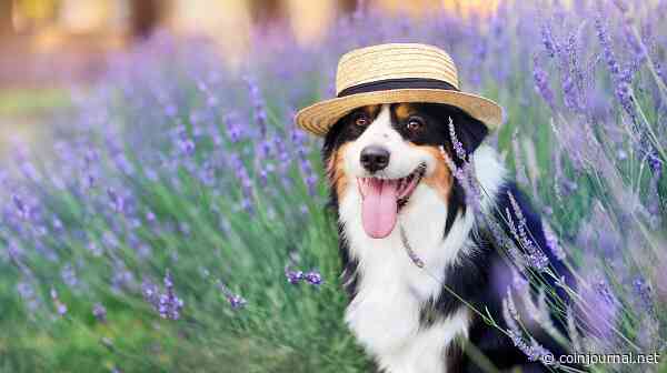 Crypto price predictions: Poodlana, Mother Iggy, Cat in a Dogs World (MEW)