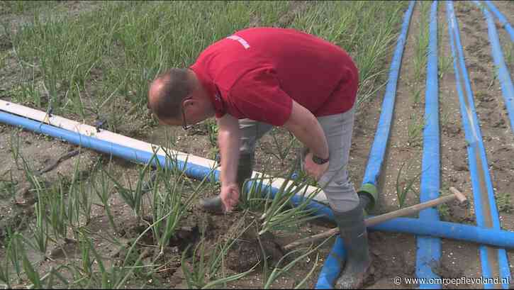 Swifterbant - Te veel stikstof in grondwater: op uienveld wordt onderzocht hoe dat anders kan