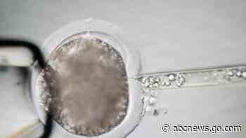 Meet some of the world's cleanest pigs, raised to grow kidneys and hearts for humans