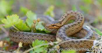 What snakes are found in UK gardens and are they dangerous?