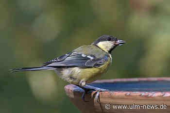 Vögeln bei Hitze helfen