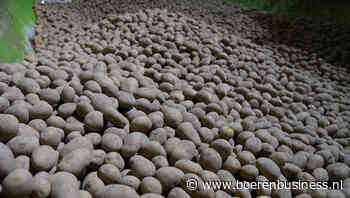 Pootgoedexport 15% lager over de eindstreep