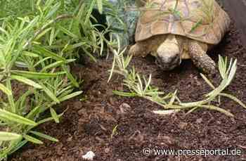POL-MA: Heidelberg: Schildkröte gefunden - Besitzer gesucht
