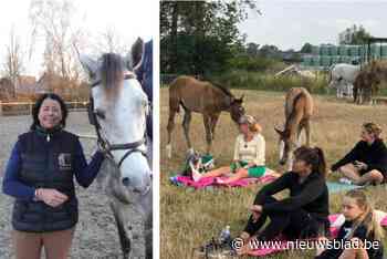 Op deze manege kan je yoga beoefenen tussen de veulens: “Mens en dier komen hier helemaal tot rust”