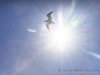 Montreal weather: If only every sunny summer day wasn't humid like this one