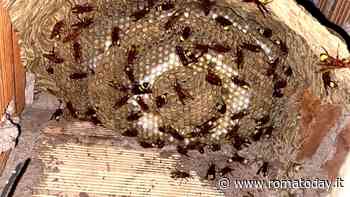 Vespe e calabroni sempre più aggressivi con il caldo: i consigli degli esperti