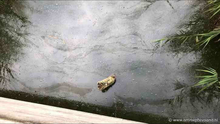Dronten - Opnieuw een plek met blauwalg, dit keer bij het speeleiland in Dronten