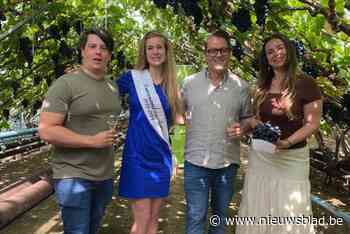 Eerste knip van tafeldruiven kondigt Druiventro(t)s aan