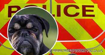 Bulldog bites woman in Perry Green, Hemel Hempstead attack