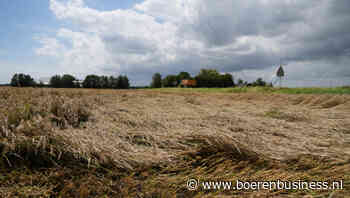 Opbrengst en kwaliteit Europese tarwe een zorg