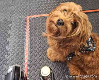 Dogs Can Smell Your Stress and Make Choices Based on It