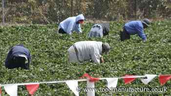 Seasonal Workers Scheme needed to protect UK food security