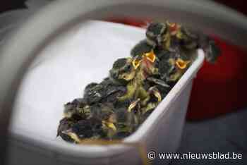 Zuhal Demir wil dat Natuurhulpcentrum en andere opvangcentra op zelfde manier gaan werken